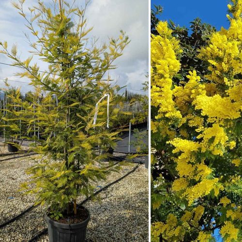 Acacia Dealbata (Mimosa Tree)