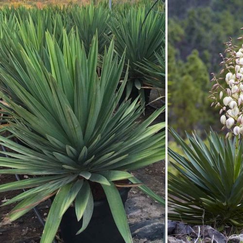 Yucca Gloriosa (Sea Islands Yucca)