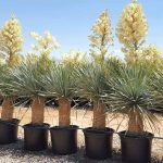 Yucca Rostrata (Blue Beaked Yucca)