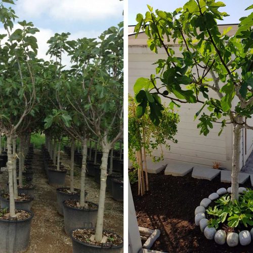 Ficus Carica (Edible Common Fig Tree) - Half Standard
