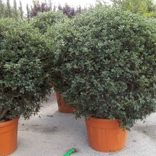 Hiiragi / Holly Olive (Osmanthus Heterophyllus) – Ball