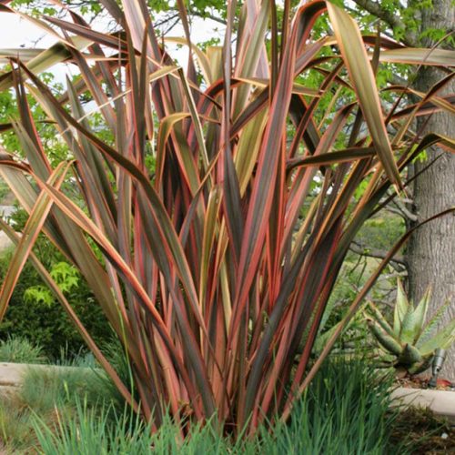 Phormium Sundowner (New Zealand Flax)