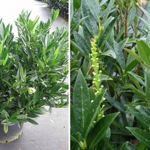 Cherry Laurel (Prunus Laurocerasus Otto Luyken) - Shrub
