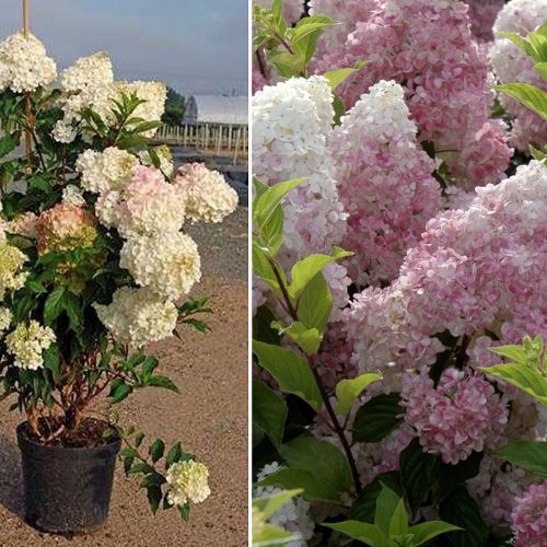 Hydrangea Paniculata 'Vanille Fraise' (Hydrangea Paniculata 'Renhy') - Shrub