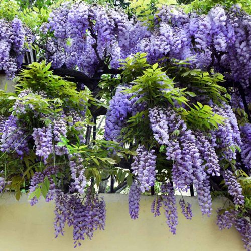 Wisteria Plants - Climbing