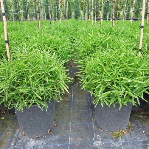 Dwarf Bamboo (Bambusa Nana)