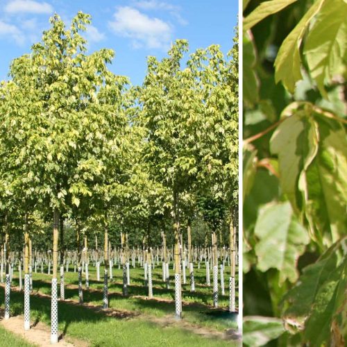 Acer Negundo 'Variegatum' (Variegated Box Elder) - Standard