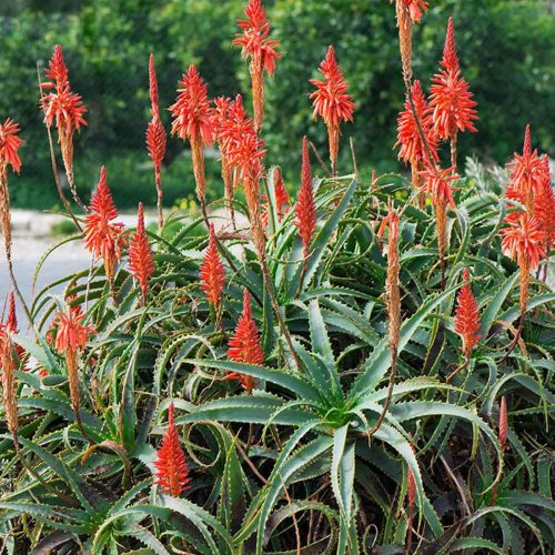 Aloe Arborescens (Krantz Aloe)