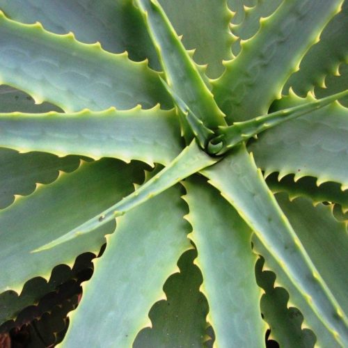 Aloe Vera