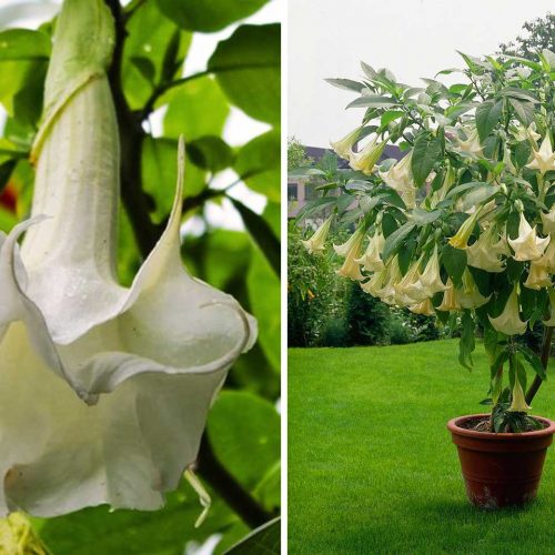 Brugmansia / Datura (Angel's Trumpet)