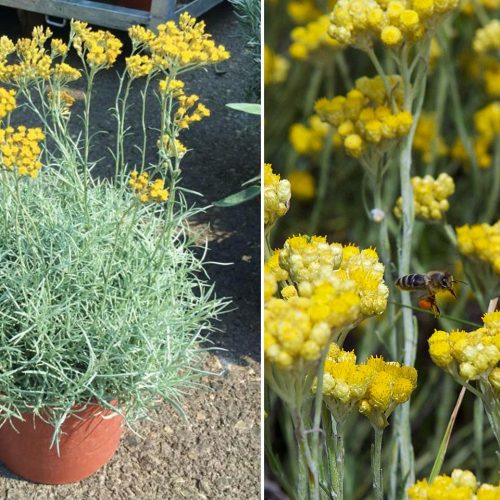 Helichrysum Italicum (Curry Plant) - Shrub