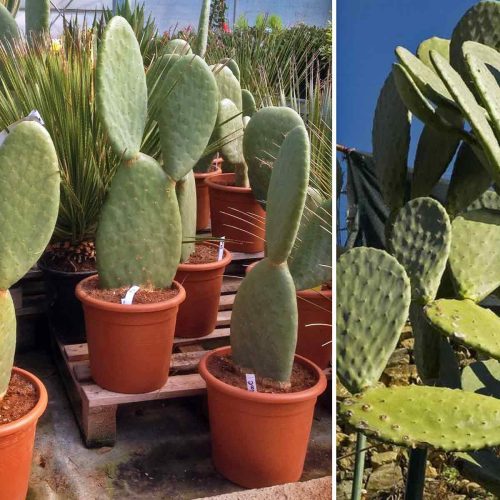 Opuntia Ficus Indica (Indian / Barbary Fig / Prickly Pear)