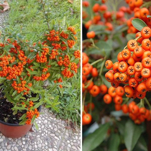 Indian Firethorn (Pyracantha Navaho Firethorn) - Shrub