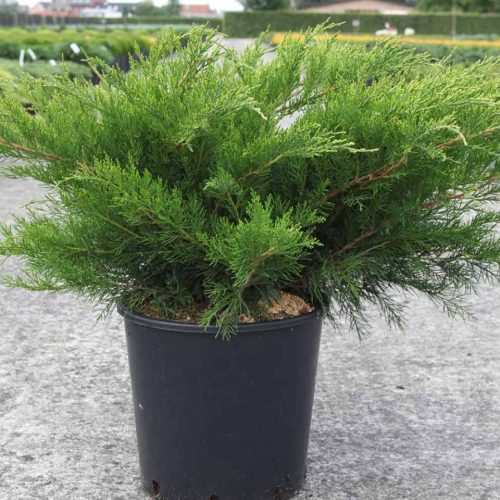 Mint Julep / Chinese Juniper (Juniperus x Pfitzeriana Mint Julep)