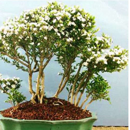 Serissa Bonsai Broom Shape  (Japanese Boxthorn, Snowrose)