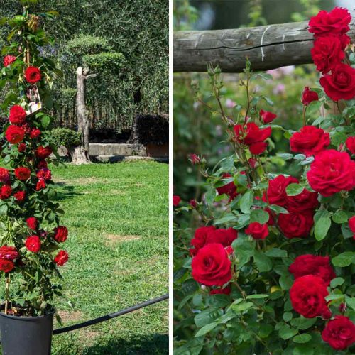 Repeat-Flowering Roses – Climbing