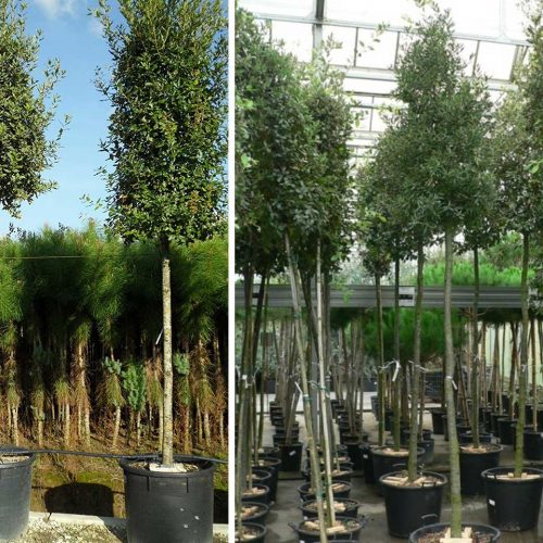 Quercus Ilex (Holm Oak Tree / Holly Oak) - Standard