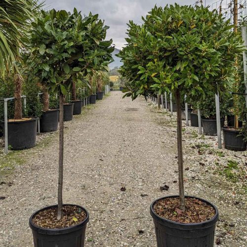 Laurus Nobilis (Bay Tree) – Half Standard