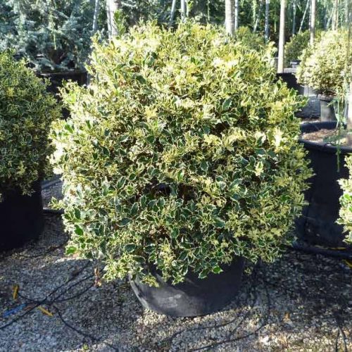 Ilex Aquifolium 'Argentea Marginata' (Variegated English Holly) – Ball