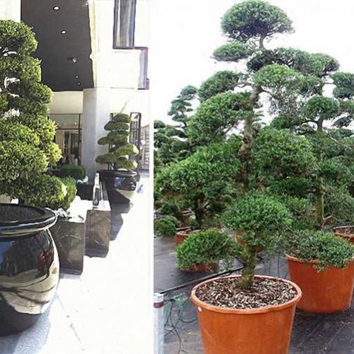 Ilex Crenata Kinme Japanese Style