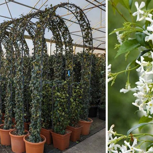 Rhyncospermum Jasminoides / Trachelospermum Jasminoides (Star Jasmine) - Arch