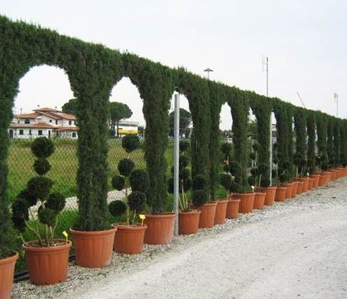 Green Cypress Hedge (Cupressocyparis Leylandii) - Arch