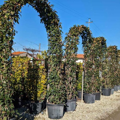 Photinia x Fraseri Red Robin – Arch