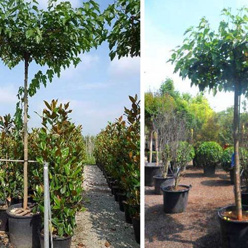 Morus Platanifolia Fruitless (Fruitless Mulberry) - Roof Shape