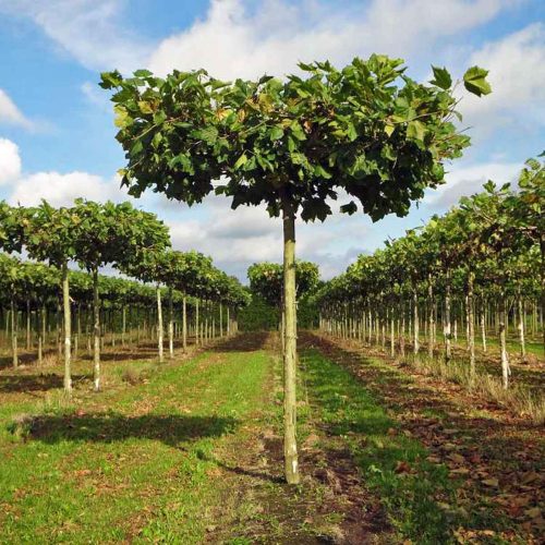 Platanus x Acerifolia (London Plane / London Planetree ) - Roof Shape