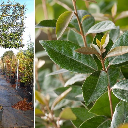 Elaeagnus x Ebbingei (Ebbing's Silverberry) - Standard Pleached