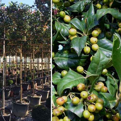 Ilex x Nellie R.Stevens (Holly) - Standard Pleached