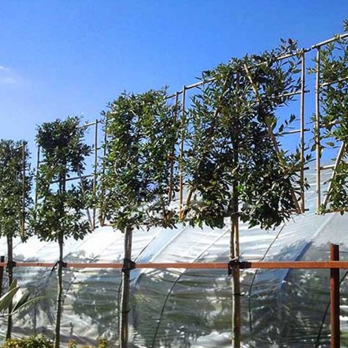 Quercus Ilex (Holm Oak / Evergreen Oak) - Standard Pleached