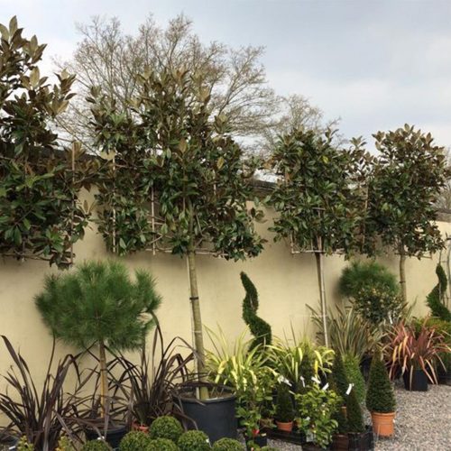 Magnolia Grandiflora (Evergreen Magnolia) - Standard Pleached