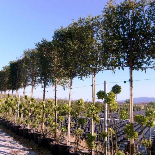 Ligustrum Japonicum (Japanese Privet) - Standard Pleached