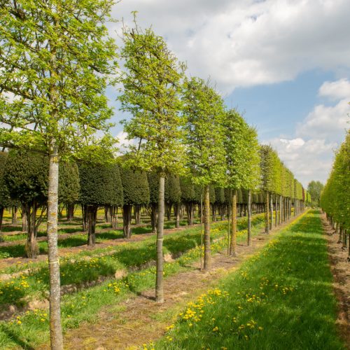 Liquidambar Styraciflua (Sweet Gum Tree) - Standard Pleached