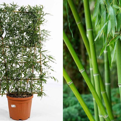 Bambusa Phyllostachys Bissetii (Bisset Bamboo) – Espalier