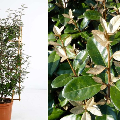 Elaeagnus x Ebbingei (Ebbing's Silverberry / Elaeagnus x Submacrophylla) – Espalier
