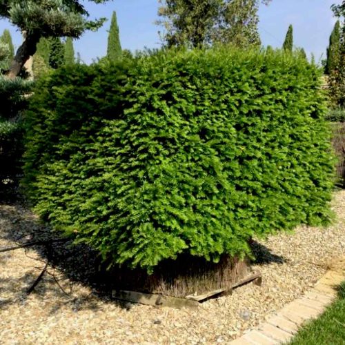 Taxus Baccata (English Yew) – Cube