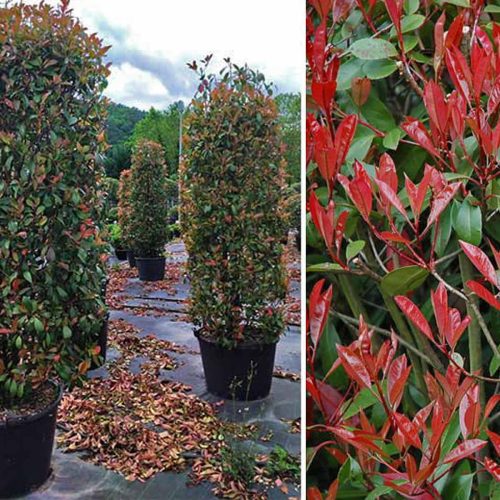 Photinia x Fraseri Red Robin - Cylinder