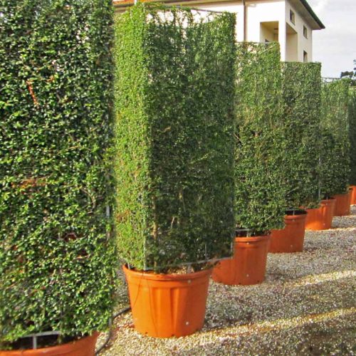 Topiary Parallelepiped (Ligustrum Jonandrum)