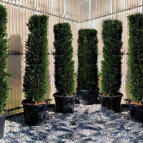 Green Hedge Cypress (Cupressocyparis Leylandii) - Cylinder