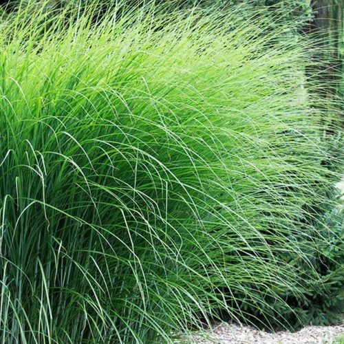 Miscanthus Sinensis 'Gracillimus' (Eulalia 'Gracillimus')