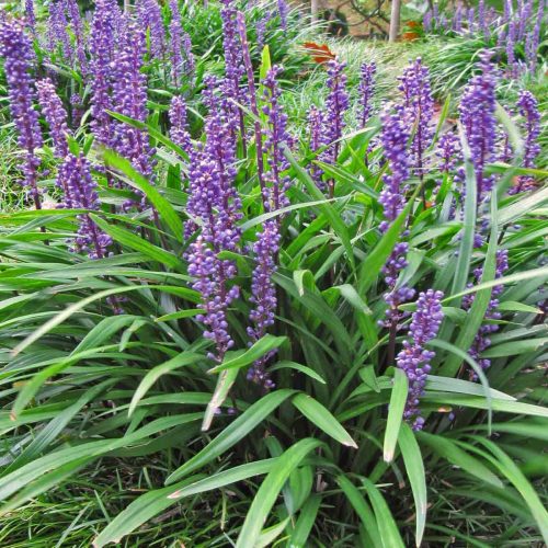 Liriope Muscari (Big Blue Lilyturf)