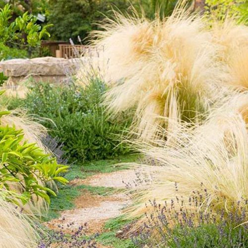 Stipa Tenuissima (Mexican Feather Grass)