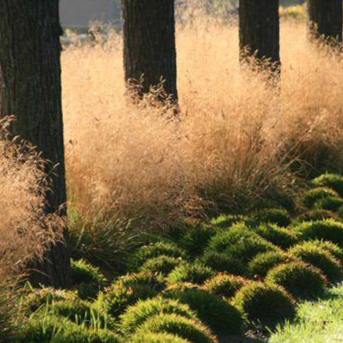 Deschampsia Cespitosa 'Goldtau' (Tufted Hair Grass 'Goldtau')