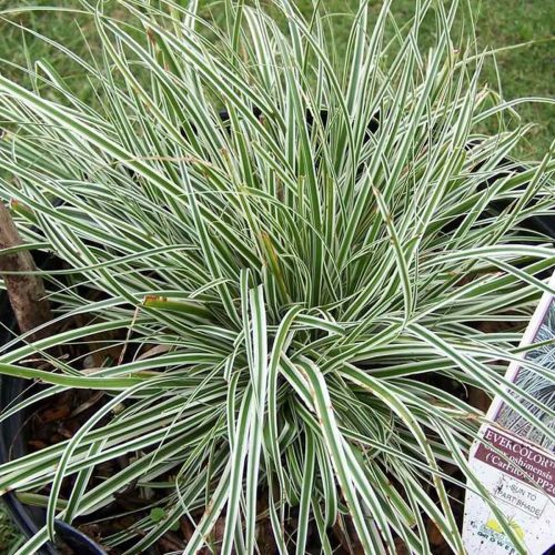 Carex Oshimensis ‘Everest’ (Japanese Sedge ‘Everest’)