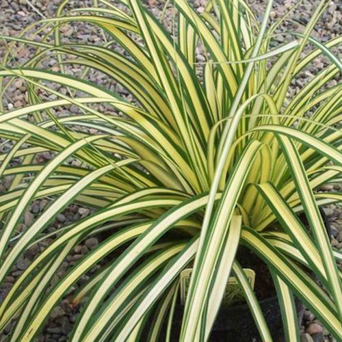 Carex Oshimensis Evergold (Japanese Sedge ‘Evergold’)