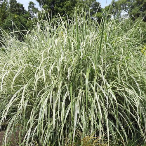 Miscanthus Sinensis 'Cosmopolitan' (Maiden Grass 'Cosmopolitan')