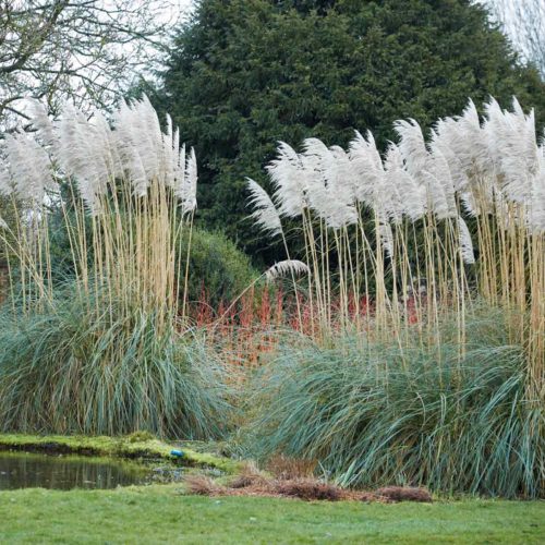 Cortaderia Selloana 'Pumila' ('Pumila' Pampas Grass)