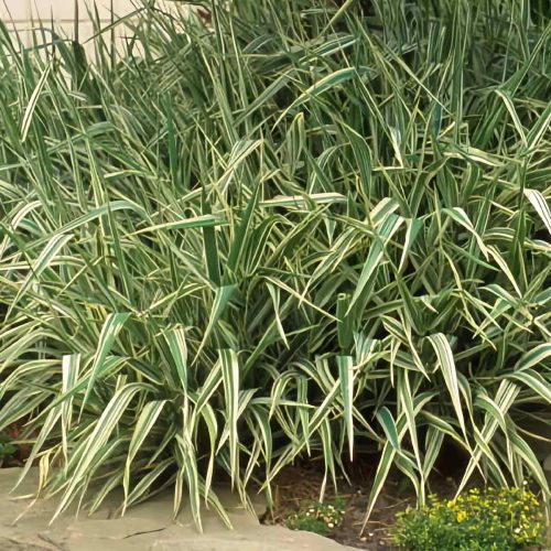 Phalaris Arundinacea Feesey (Reed Canary Grass)